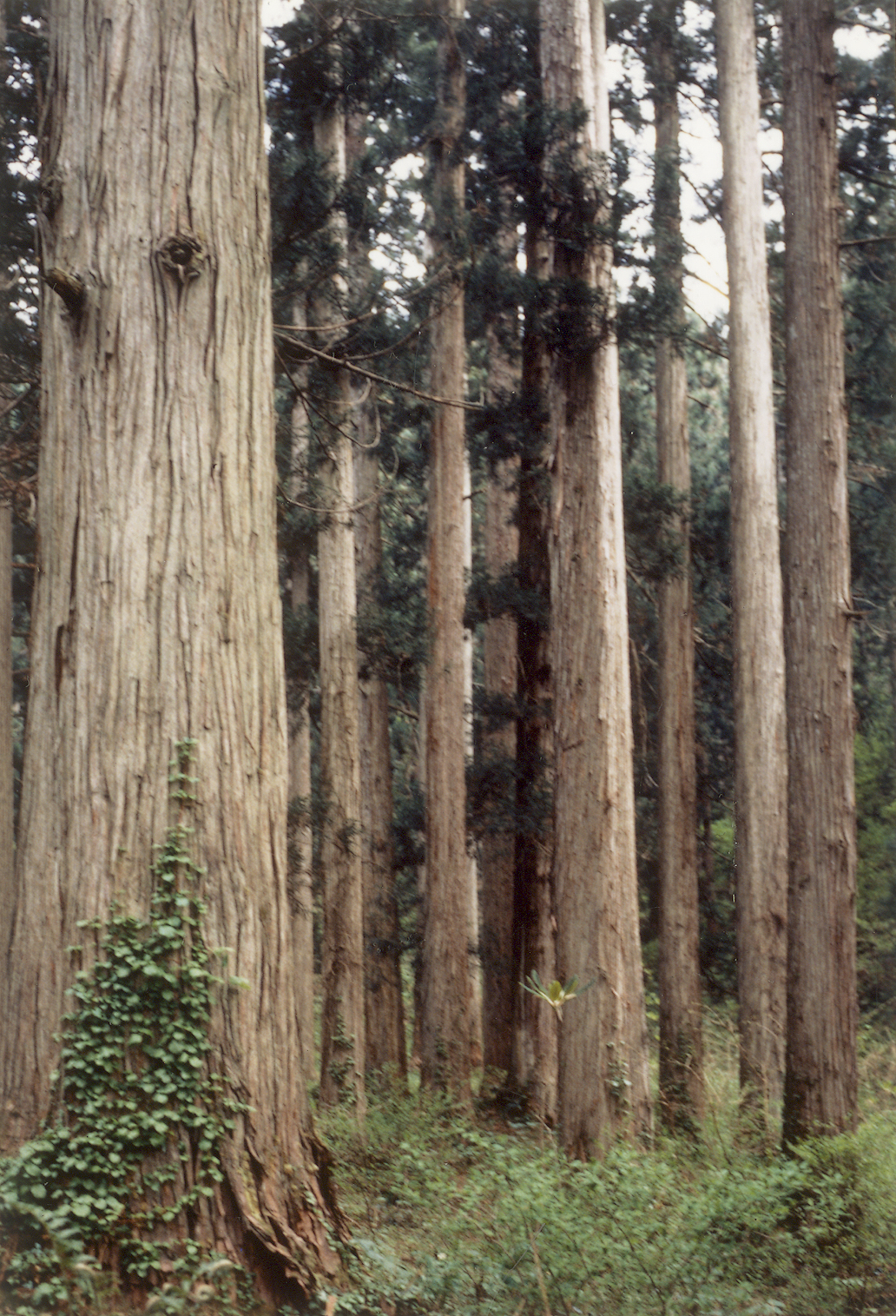 樹齢250年のスギ林（金山町大美輪）