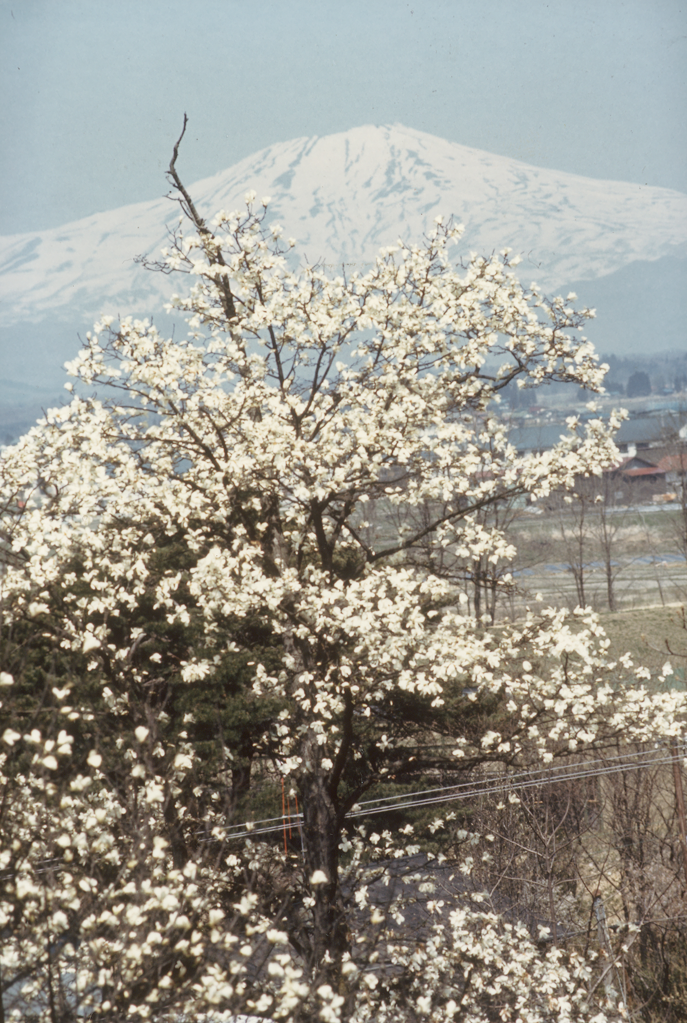 コブシ咲く春（東山より鳥海山を望む）