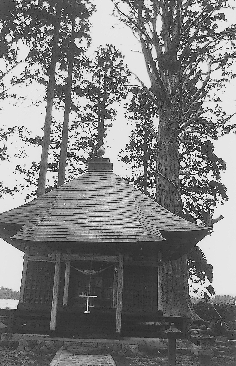 石動神社の親スギ