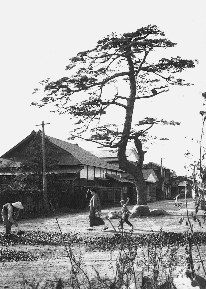 常盤町別邸跡(松の木）