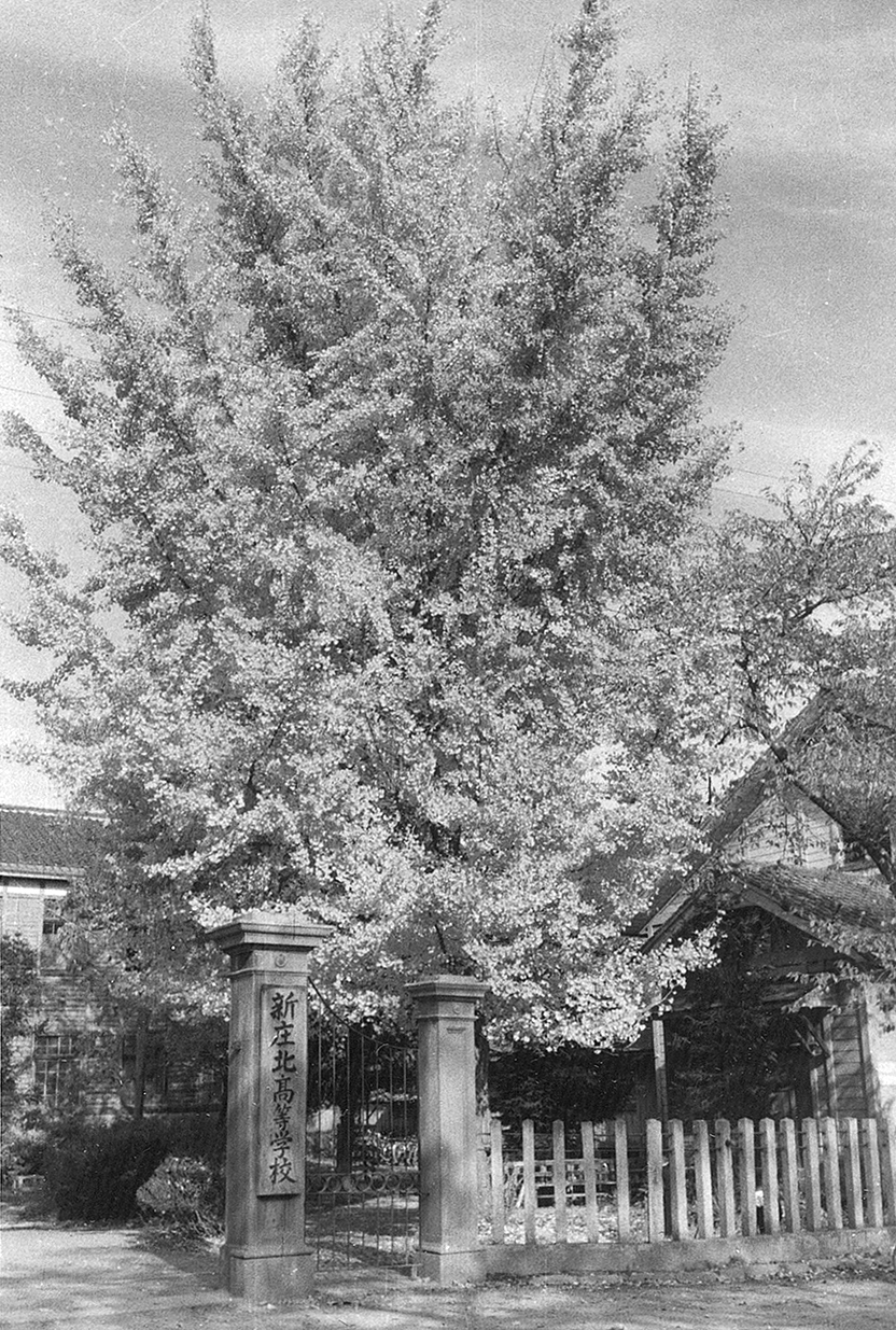 旧新庄北高等学校　銀杏の木
