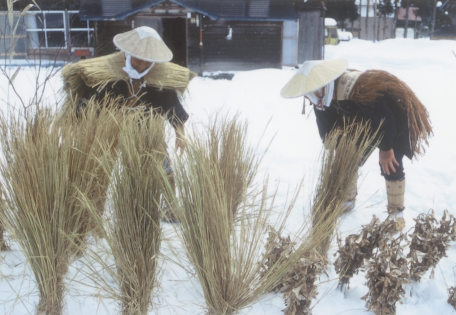 雪中田植え