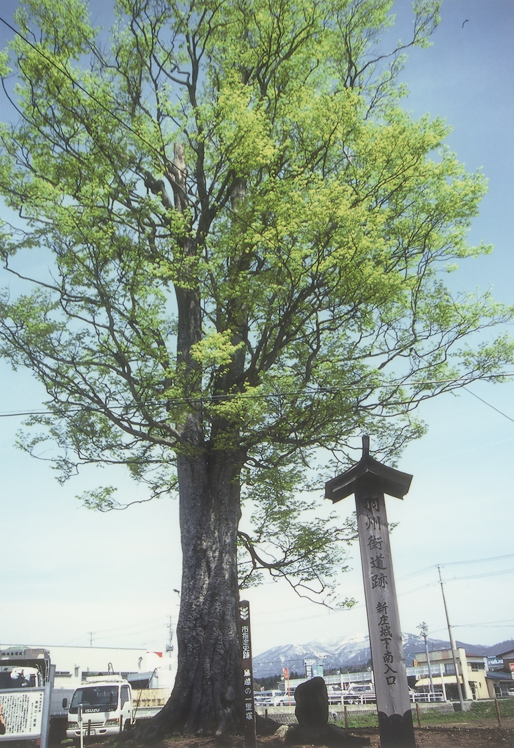 鳥越一里塚のブナ