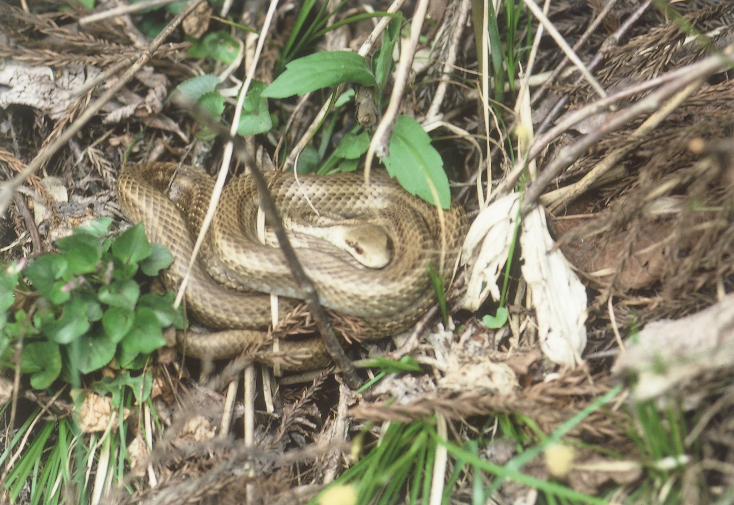 アオダイショウ