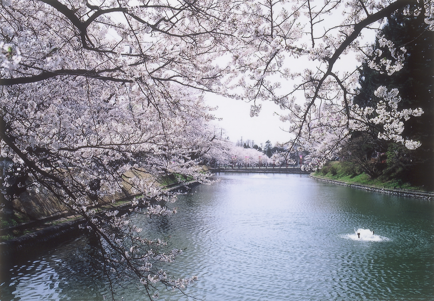 最上公園の桜