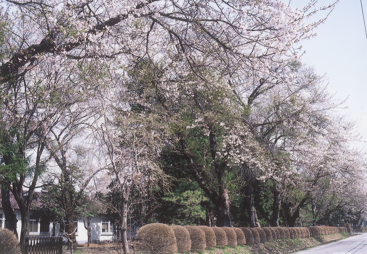 旧東北農業試験場(旧原蚕種試験所)跡地の桜