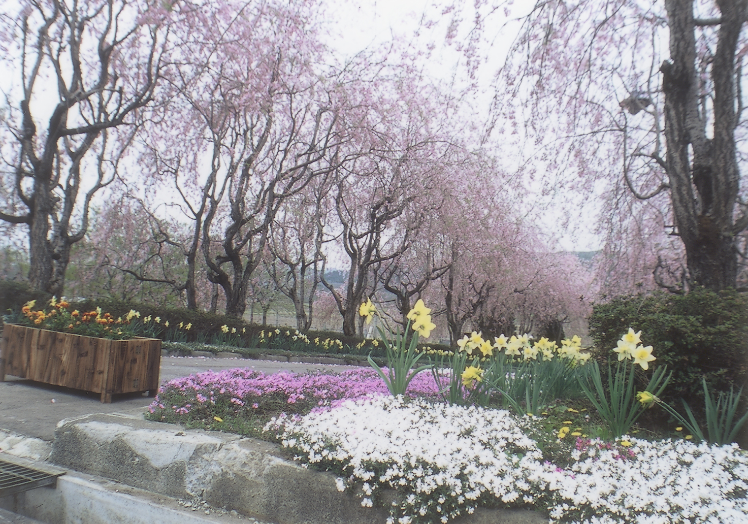 増田製作所の桜