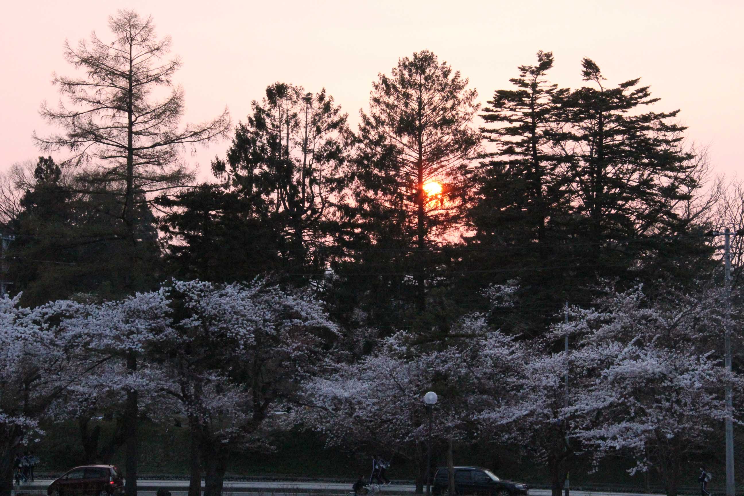 桜のある風景