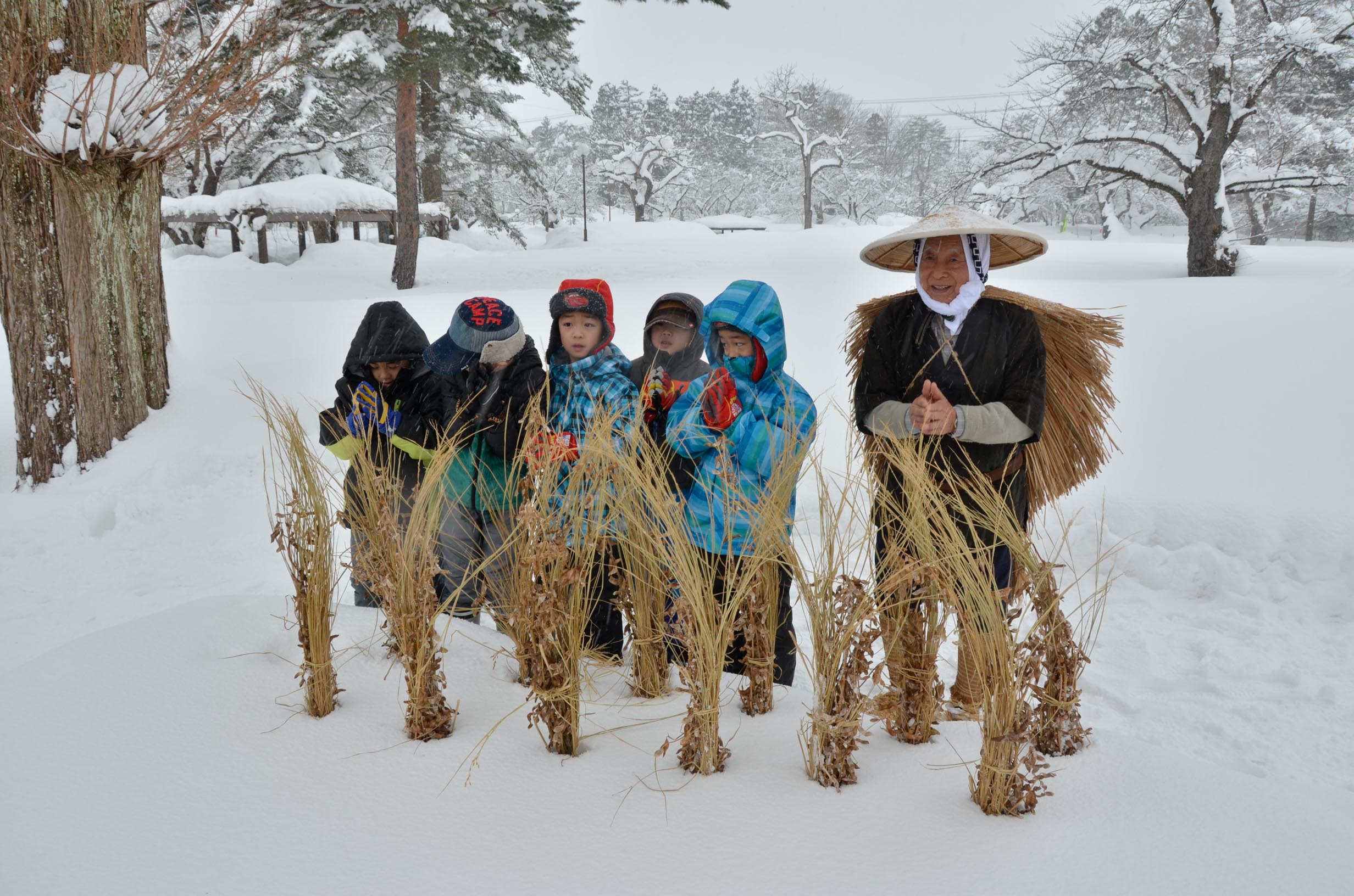 雪中田植