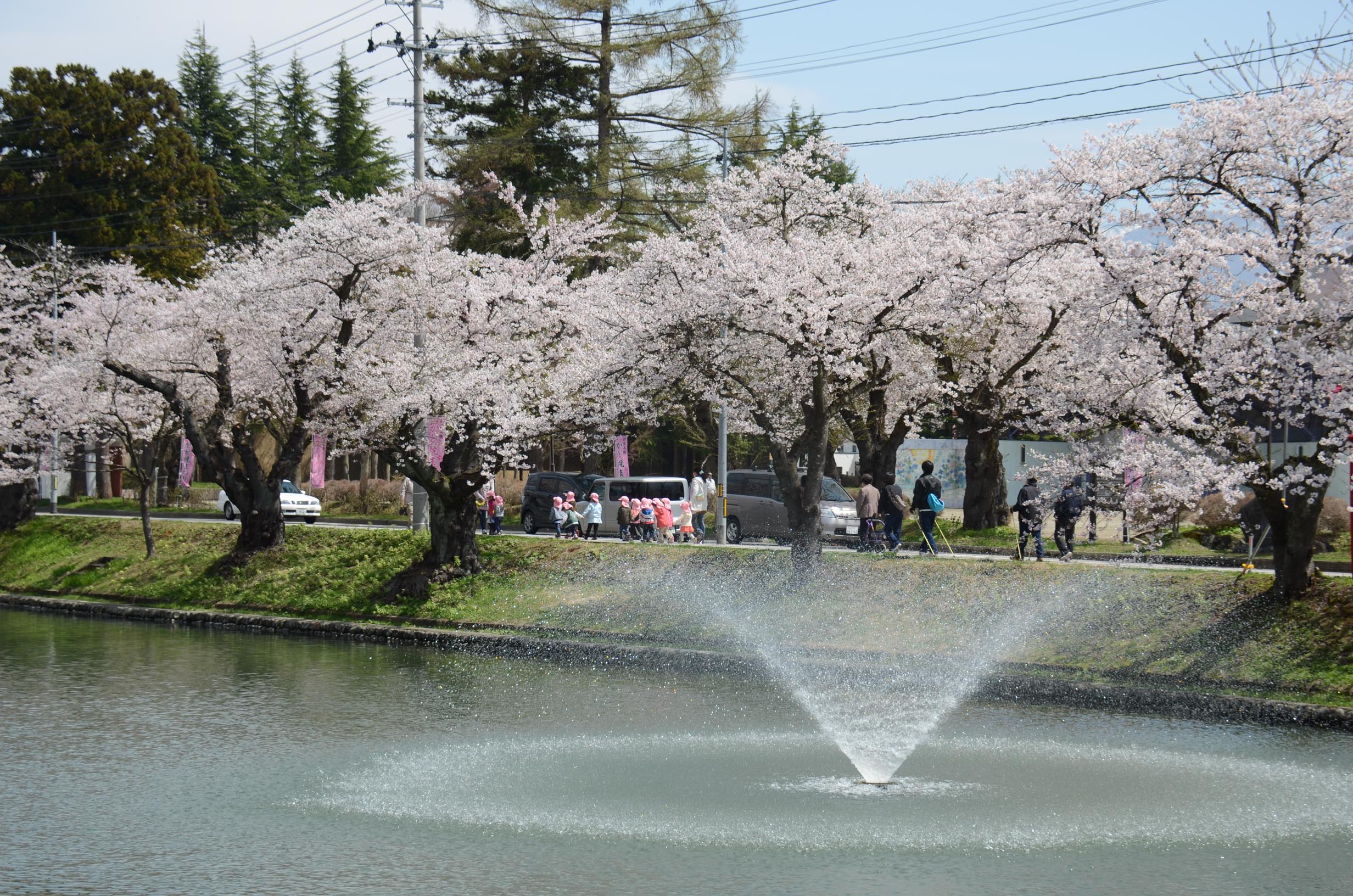 最上公園桜