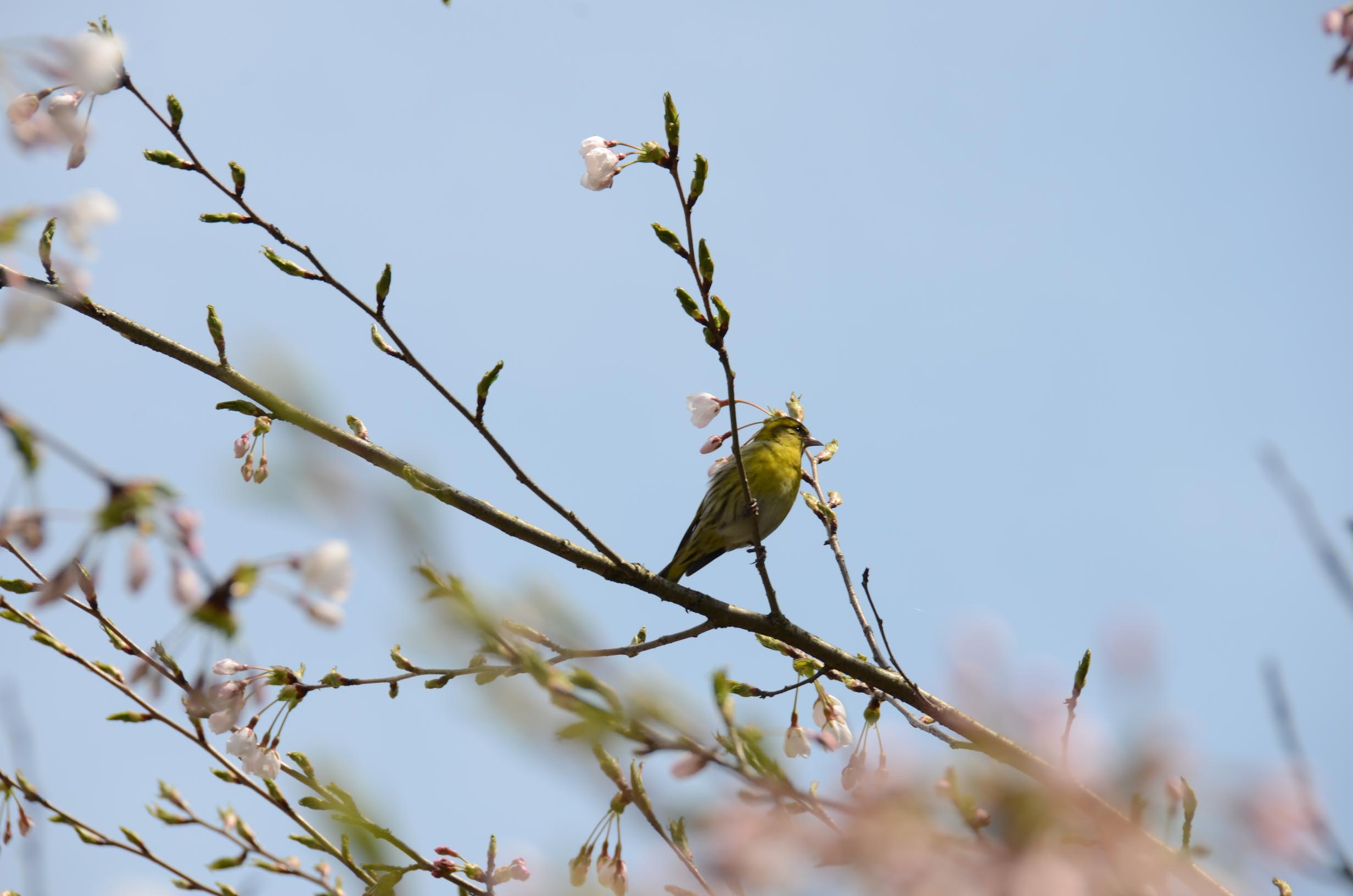 桜と鳥