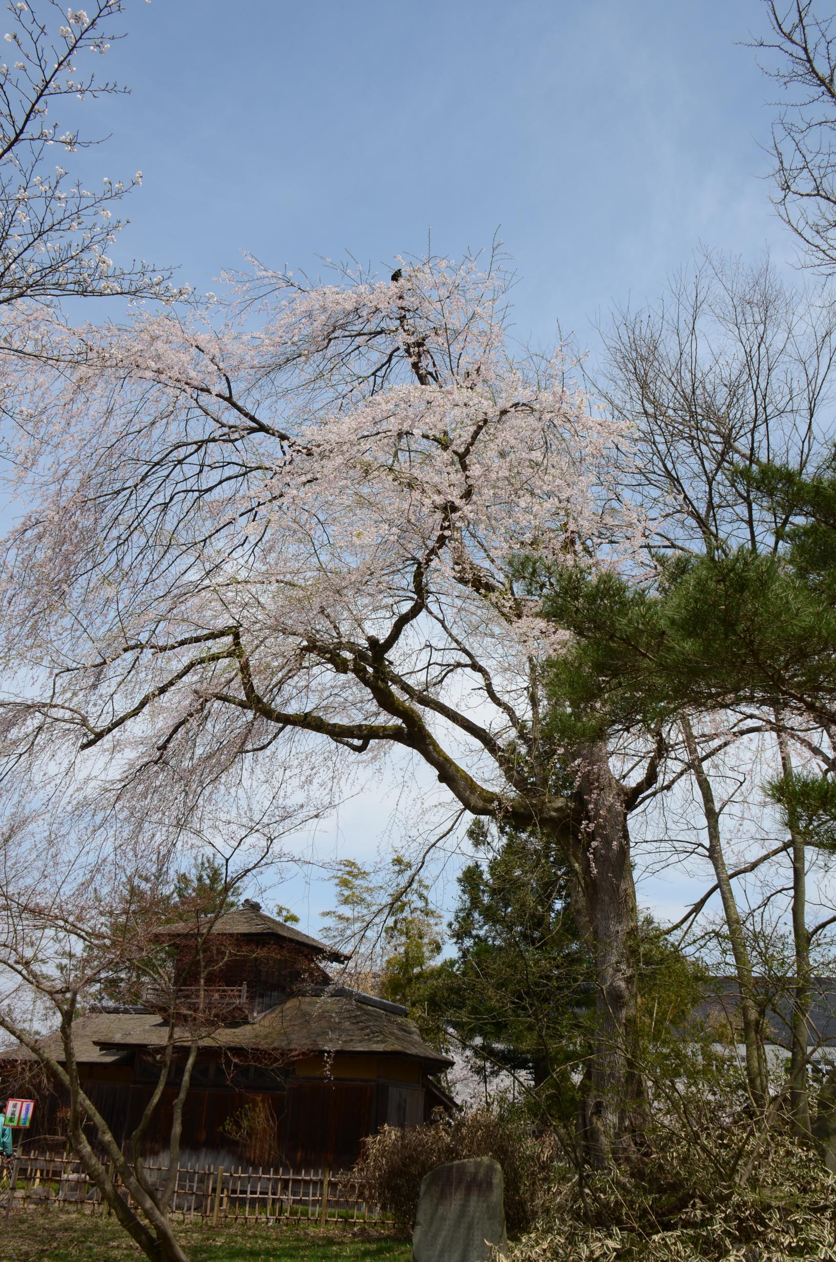 最上公園桜