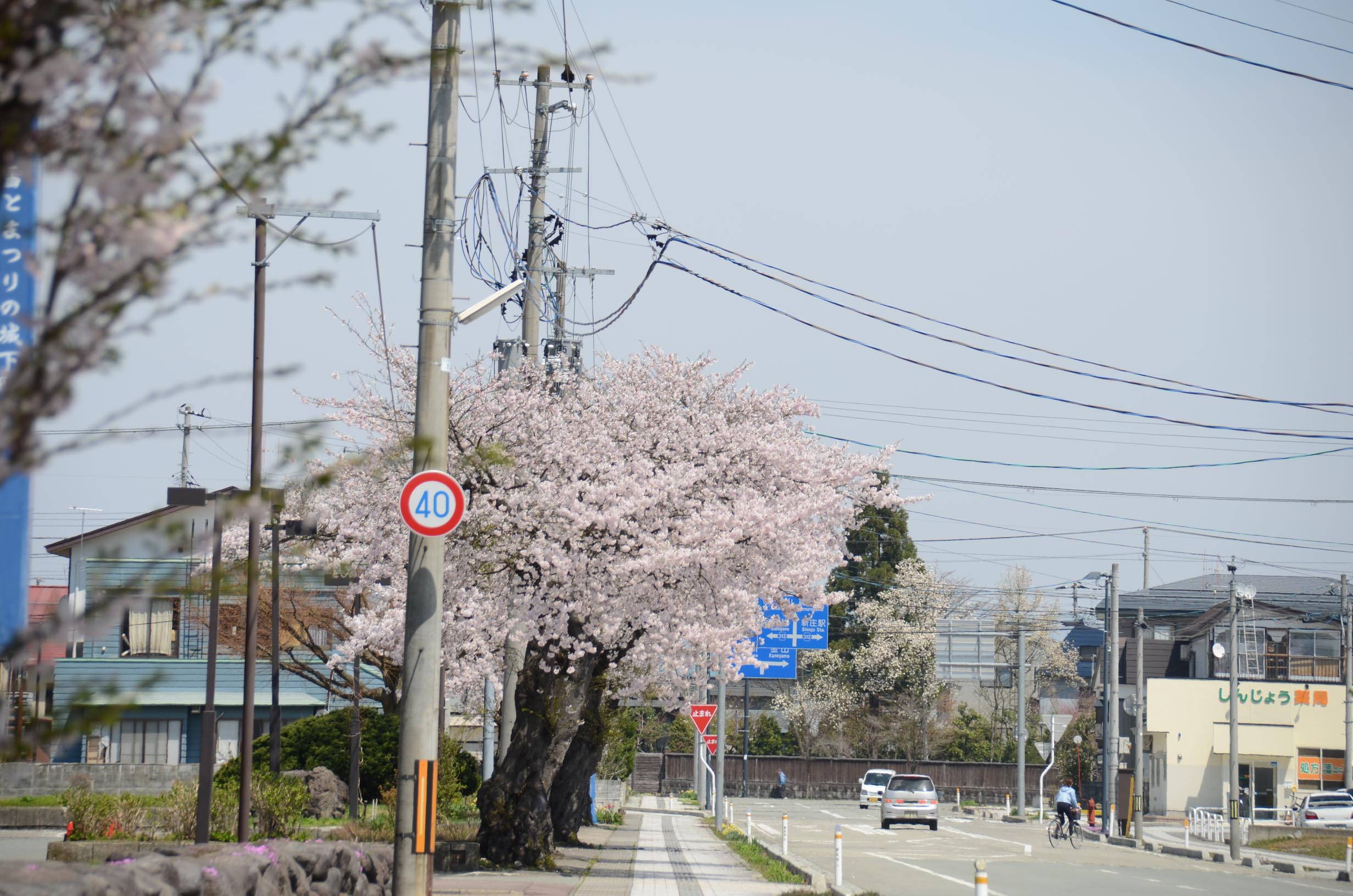 桜