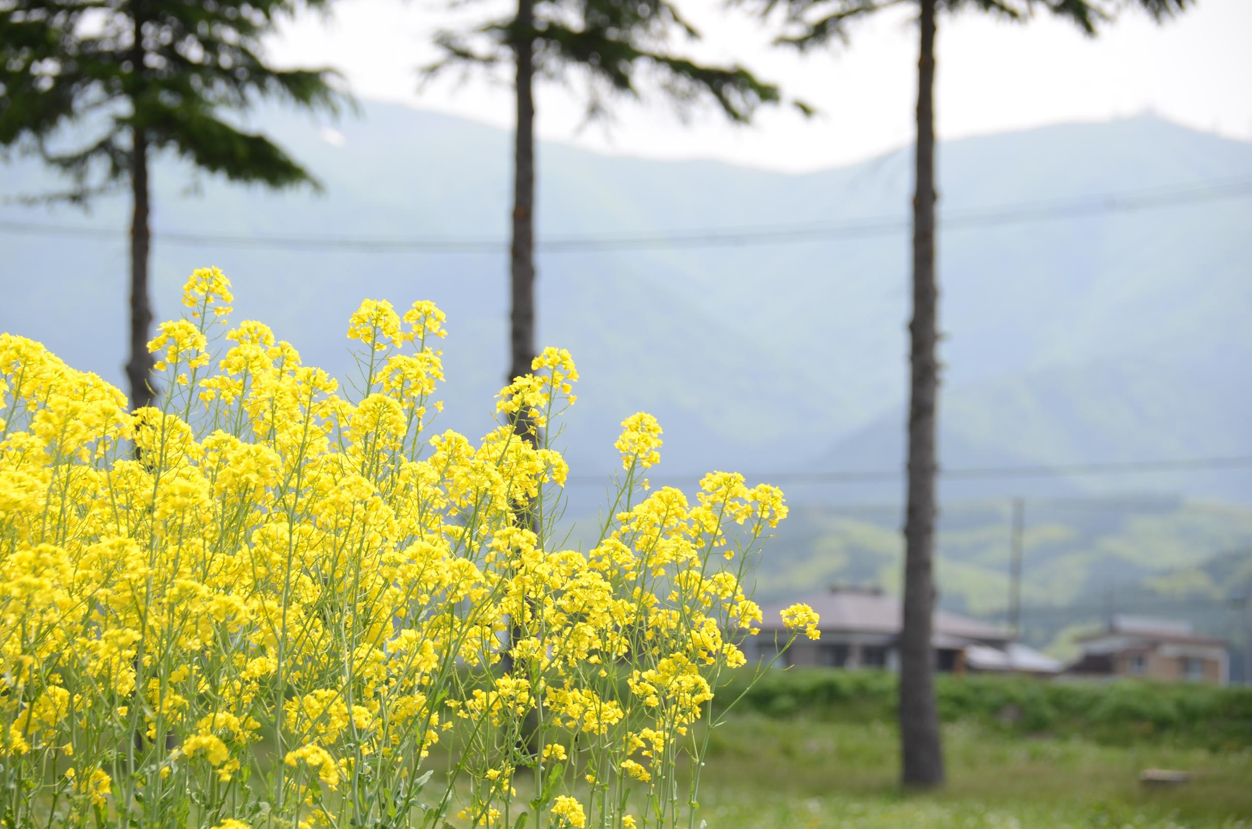 エコロジーの菜の花