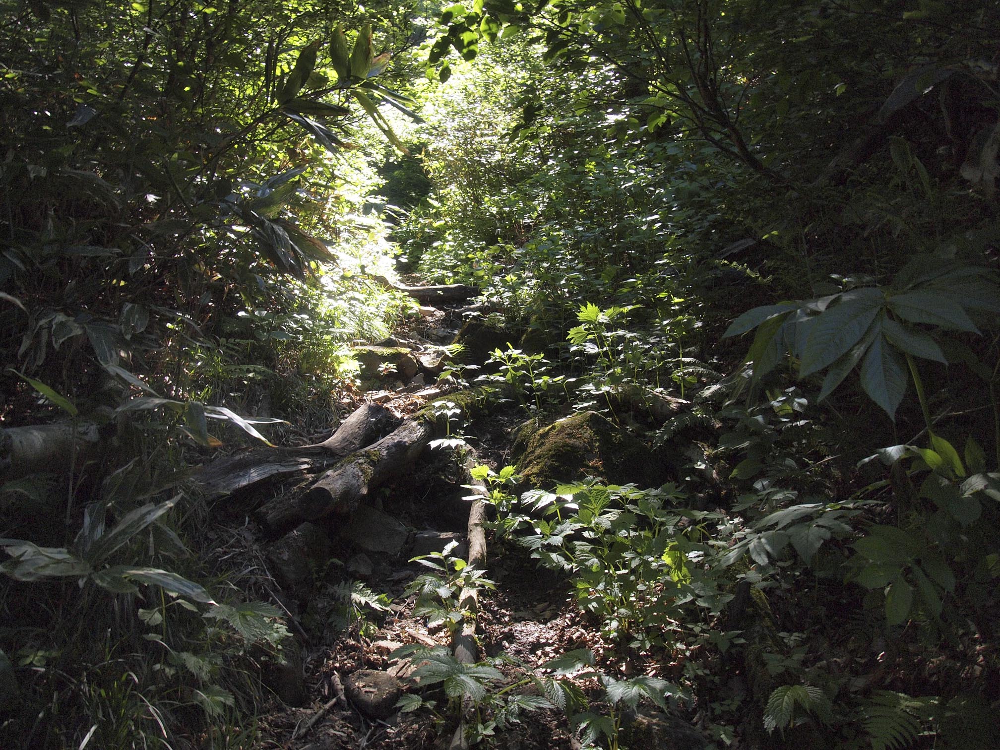 杢蔵山登山道