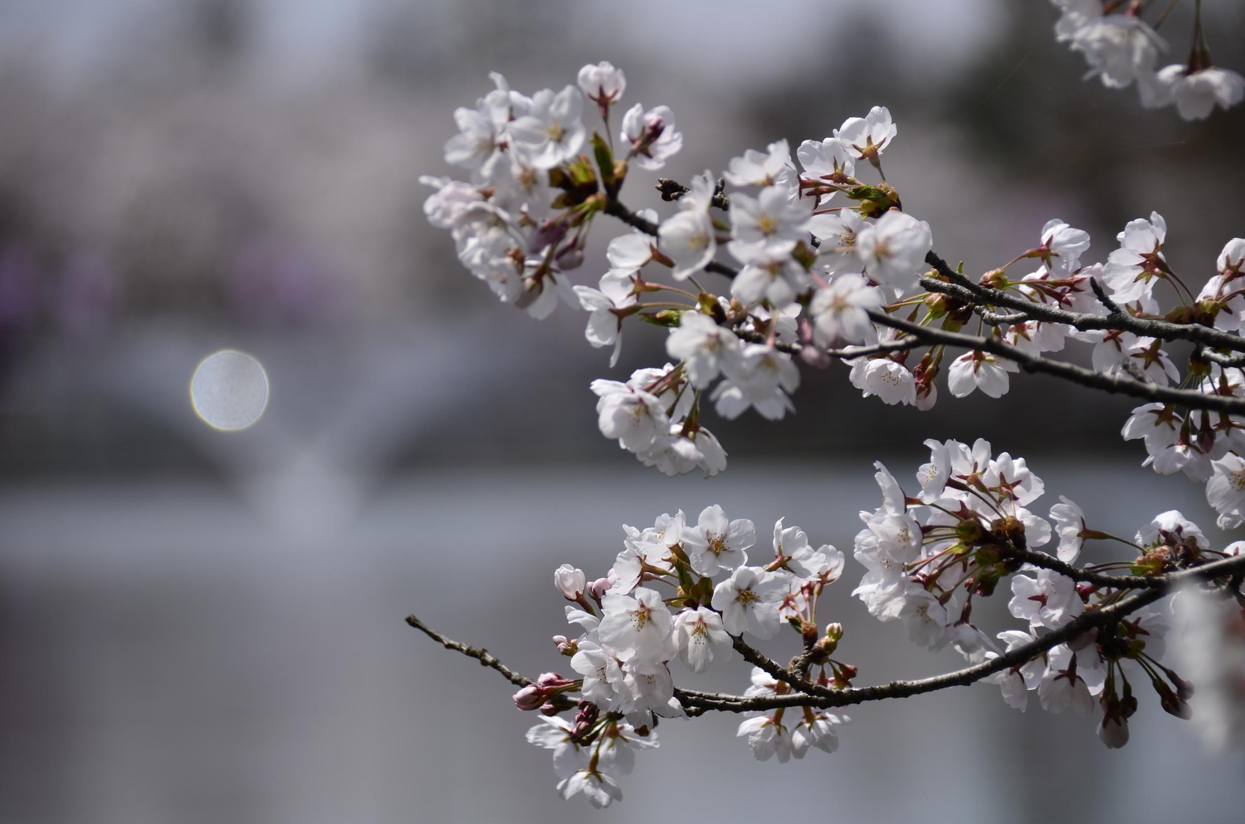 最上公園の桜