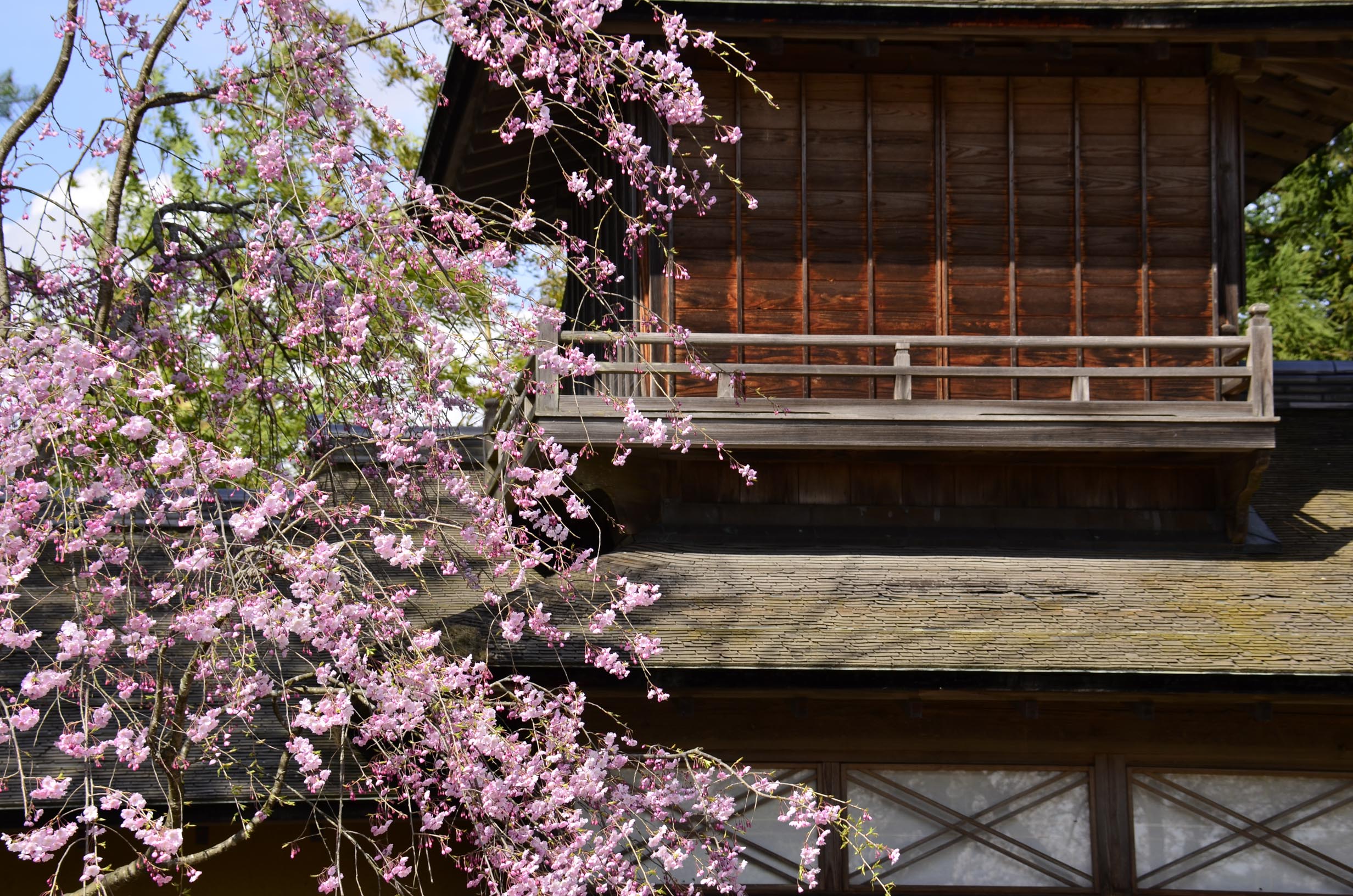 桜と藤嵐閣
