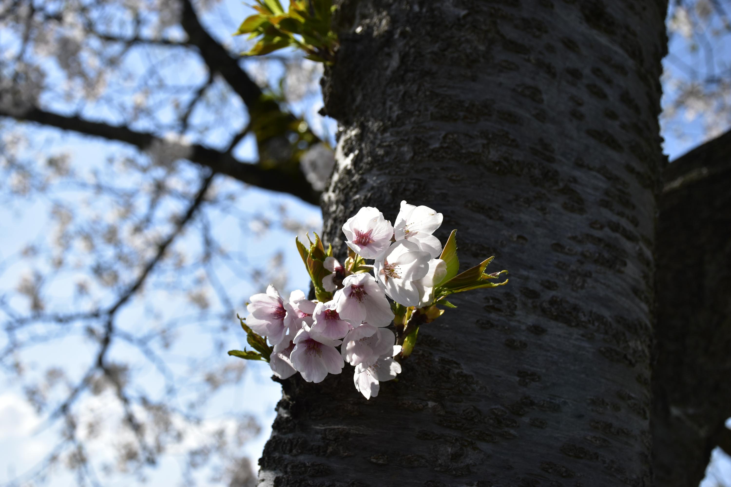 桜