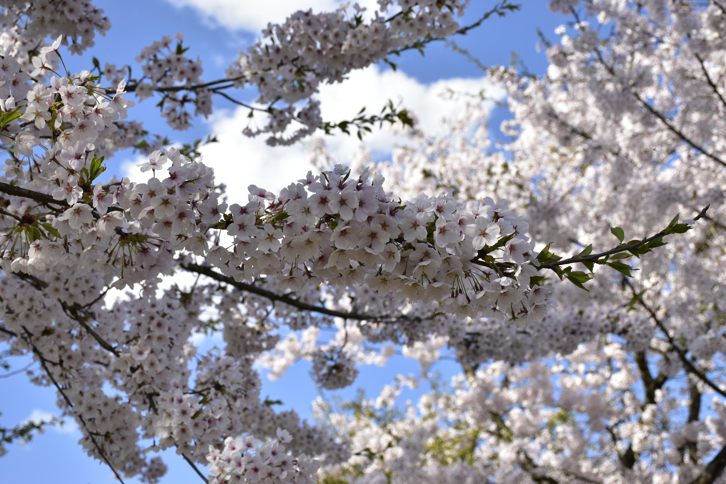 桜