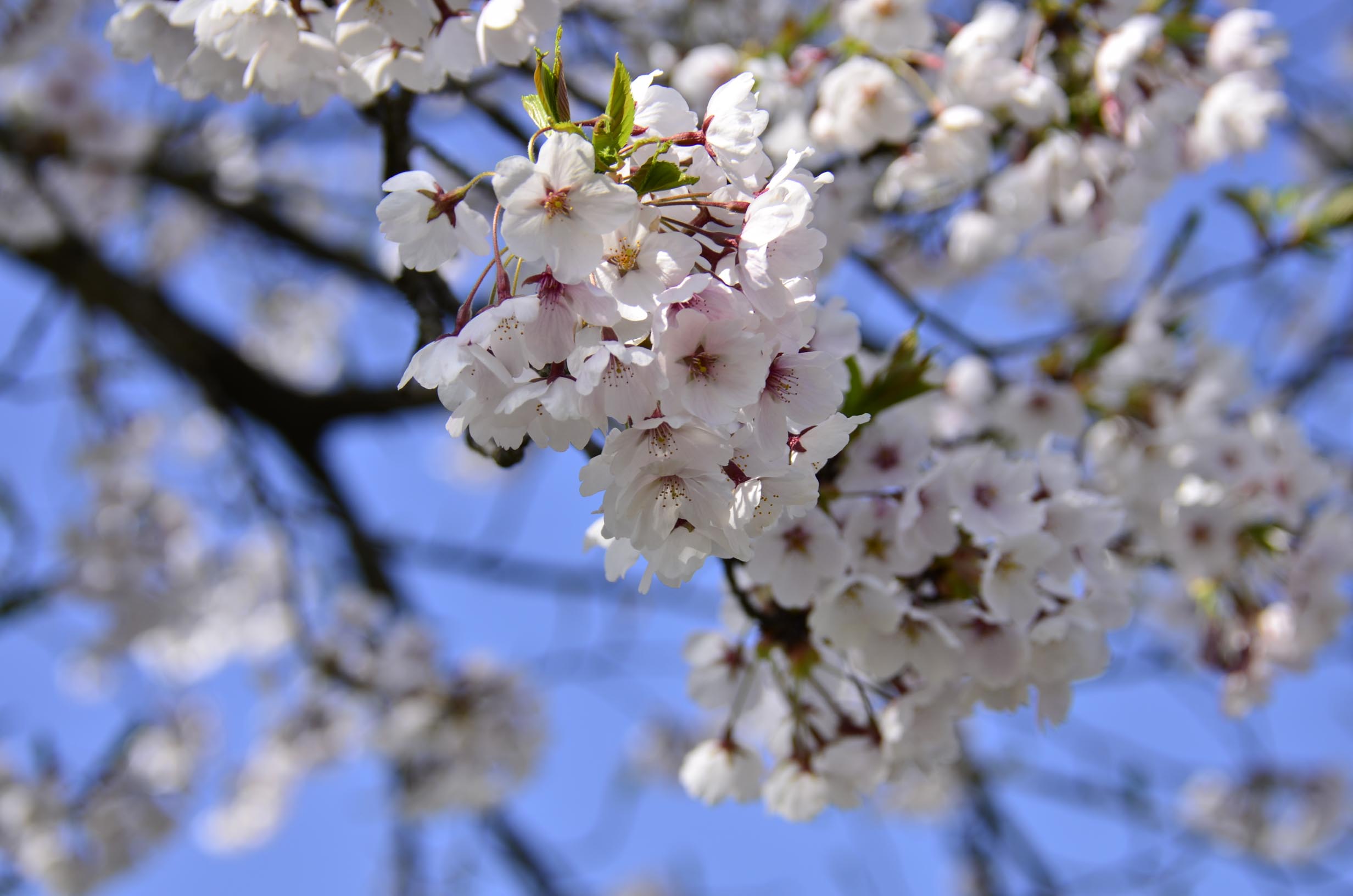 桜