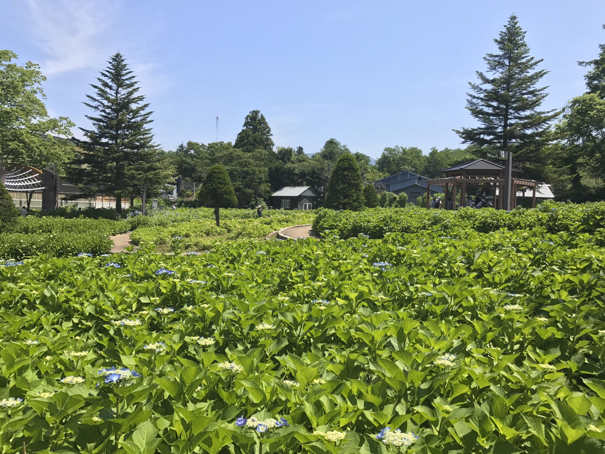 あじさい園