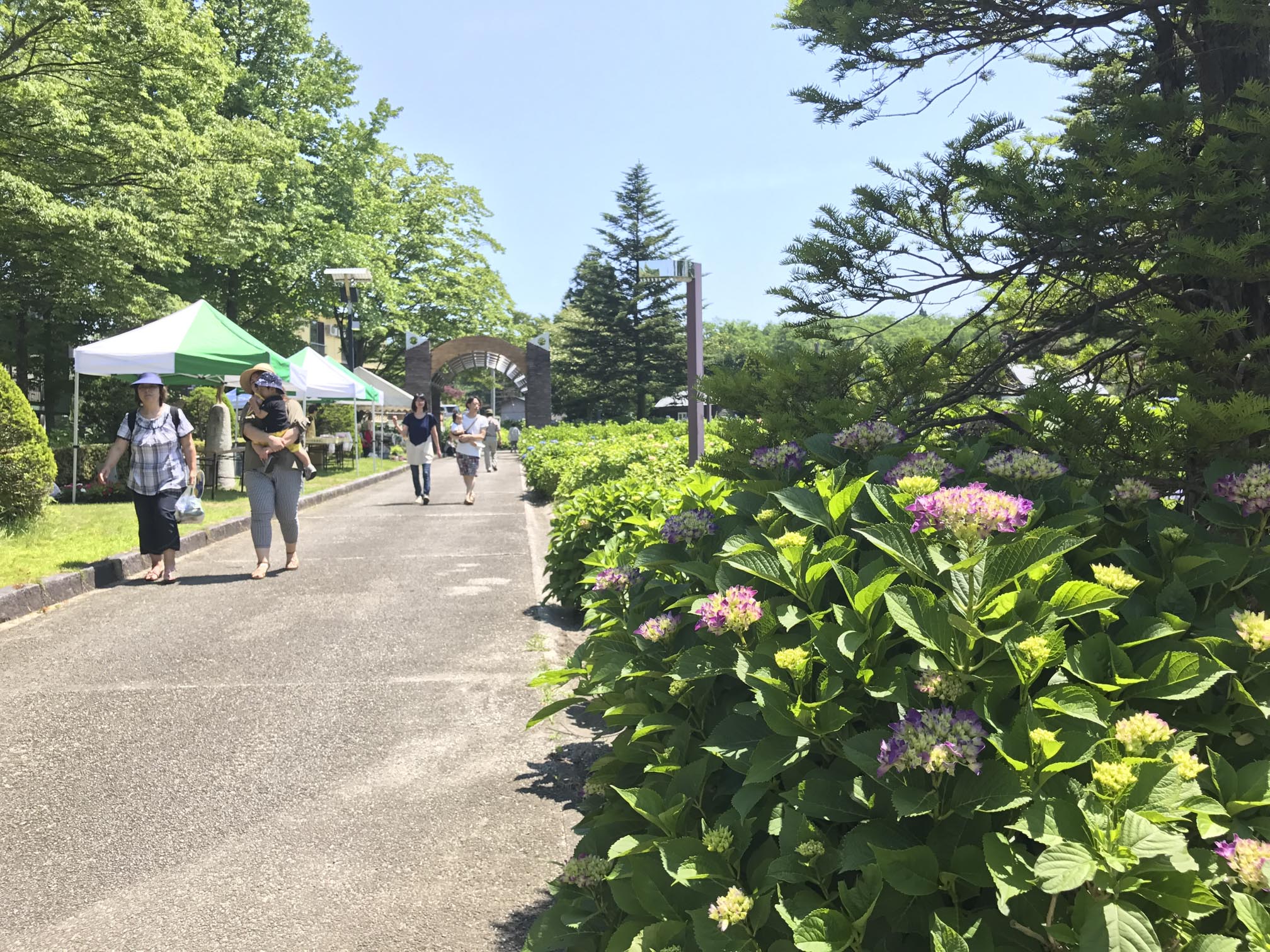 あじさい祭り