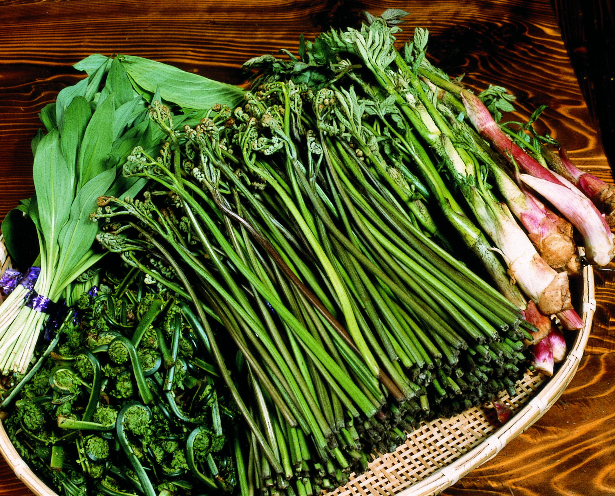 东北常见的10种山野菜，在农村经常吃，城市很难买得到_食用