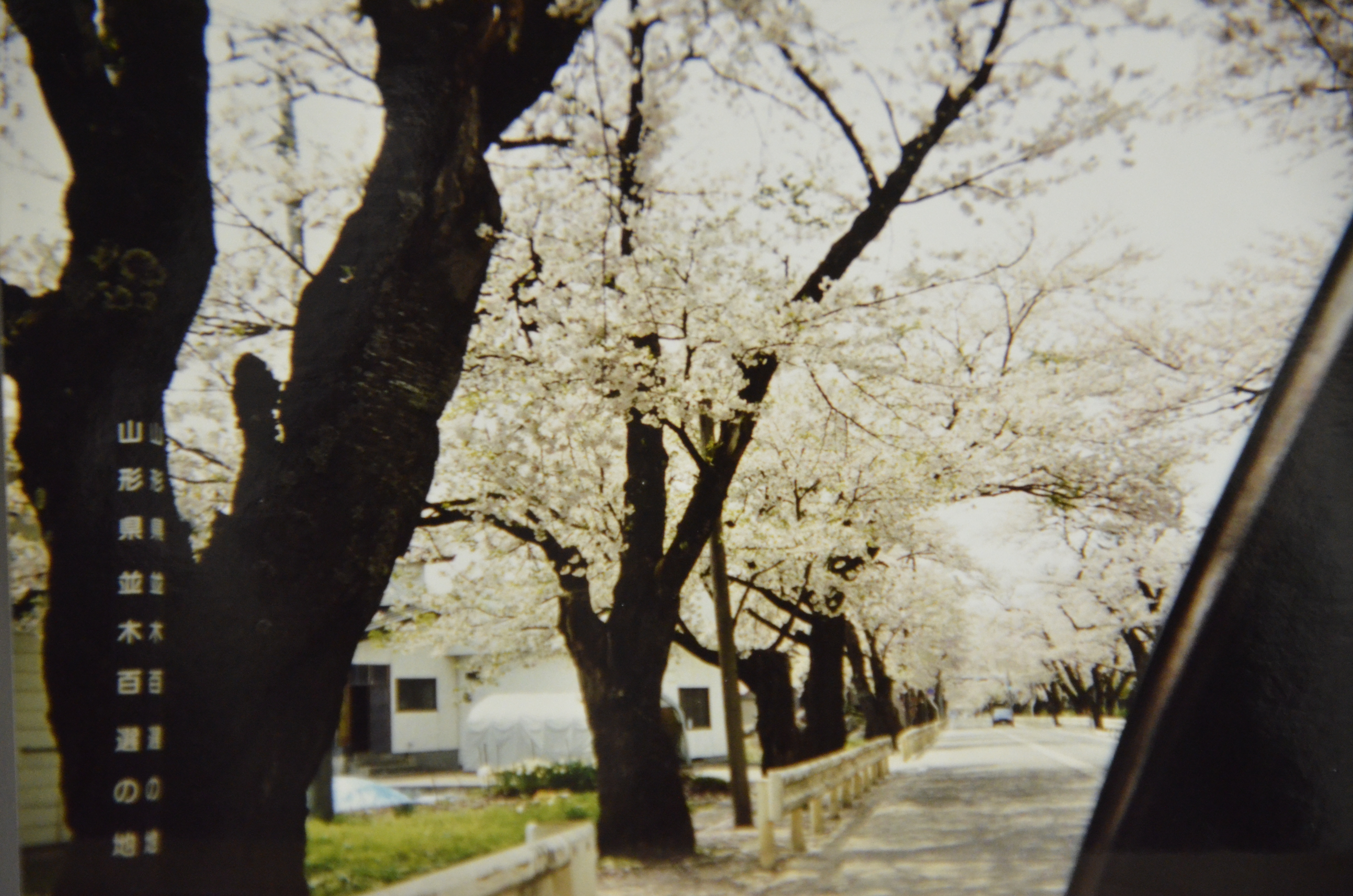 泉田桜通り