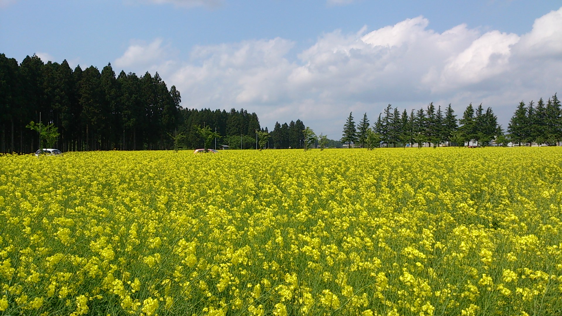 エコロジーガーデン北の菜の花畑