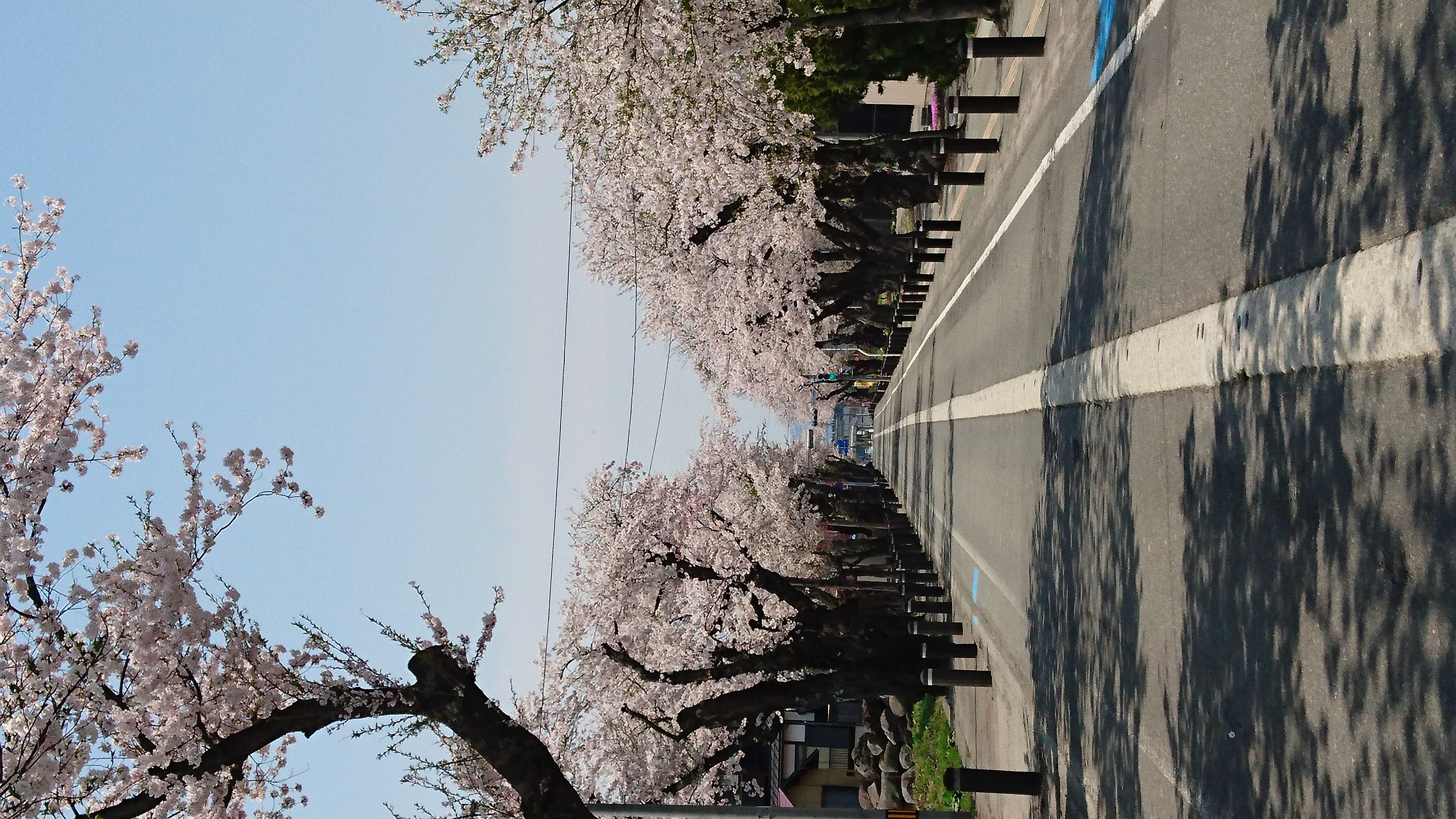 泉田桜通り