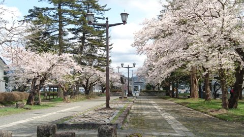 ふるさと歴史センター横の桜