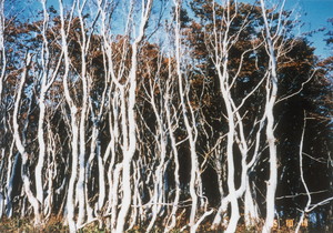 出羽山地のブナ林