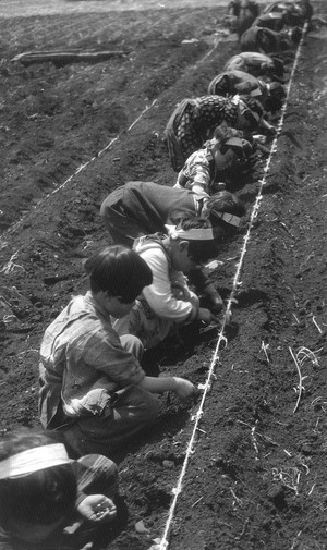 戦時下　学童の食糧増産