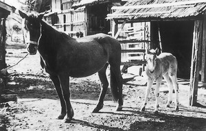 農家における馬の飼育(最上町地方)