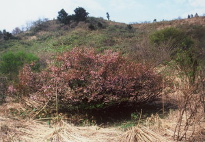 大森山のオクチョウジザクラ