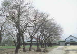旧東北農業試験場のクワの大木
