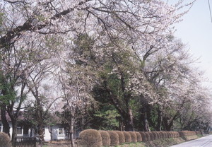 旧東北農業試験場(旧原蚕種試験所)跡地の桜