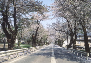 泉田桜通りの桜