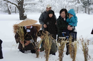 雪中田植