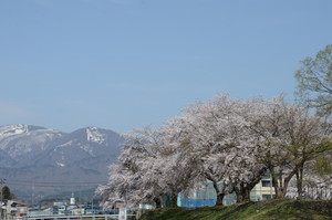 桜