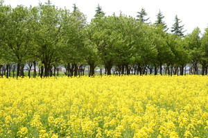 エコロジーの菜の花