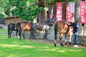 神輿渡御の馬