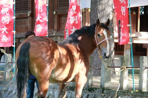 神輿渡御の馬