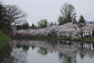最上公園御堀の桜