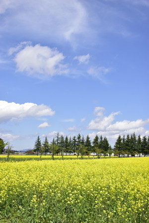 エコロジーガーデンの菜の花畑