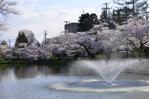 桜と噴水