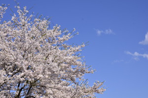 晴天の桜