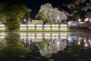 最上公園の桜