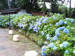 最上公園の紫陽花