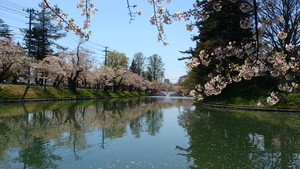 最上公園の桜